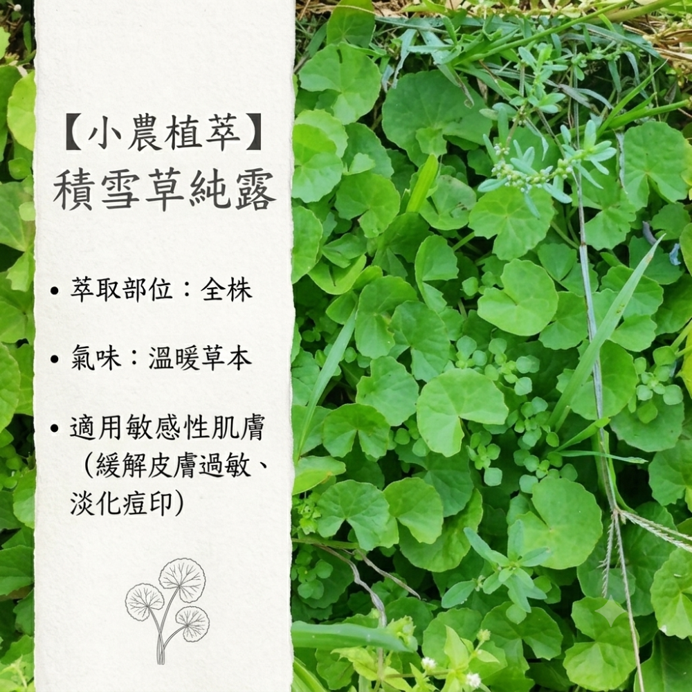 【小農植萃】100%天然植物蒸餾✨銅鍋蒸餾✨魚腥草純露/左手香純露/積雪草純露/狹葉薰衣草純露/香蘭葉純露/檸檬香茅純-細節圖4