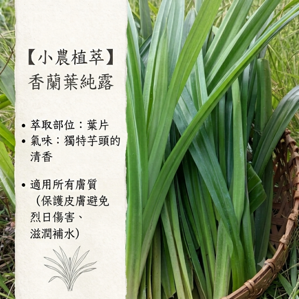 【小農植萃】100%天然植物蒸餾✨銅鍋蒸餾✨魚腥草純露/左手香純露/積雪草純露/狹葉薰衣草純露/香蘭葉純露/檸檬香茅純-細節圖6