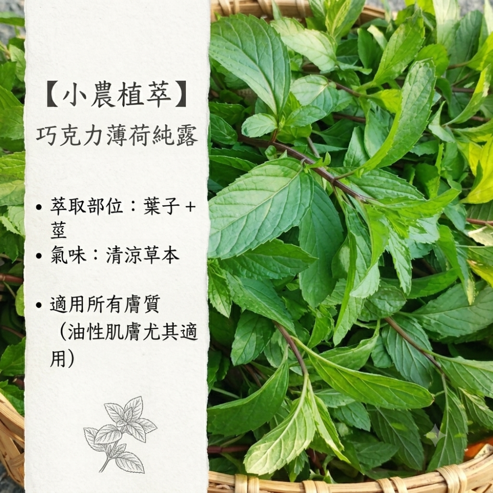 【小農植萃】100%天然植物蒸餾✨銅鍋蒸餾✨魚腥草純露/左手香純露/積雪草純露/狹葉薰衣草純露/香蘭葉純露/檸檬香茅純-細節圖8