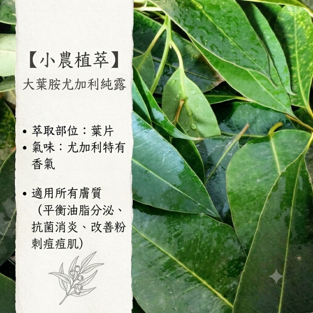【小農植萃】100%新鮮植物蒸餾 ✨銅鍋蒸餾✨大葉胺尤加利純露/艾草純露-細節圖3