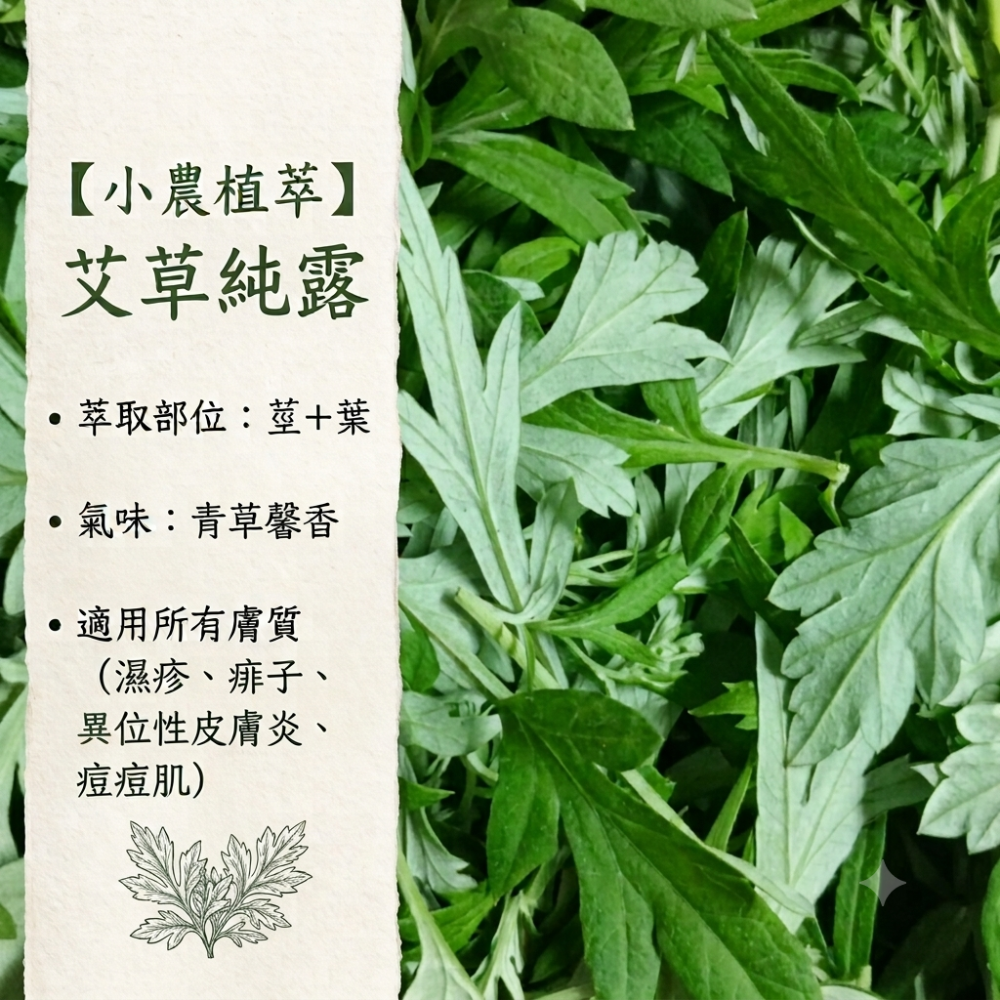 【小農植萃】100%新鮮植物蒸餾 ✨銅鍋蒸餾✨大葉胺尤加利純露/艾草純露-細節圖4