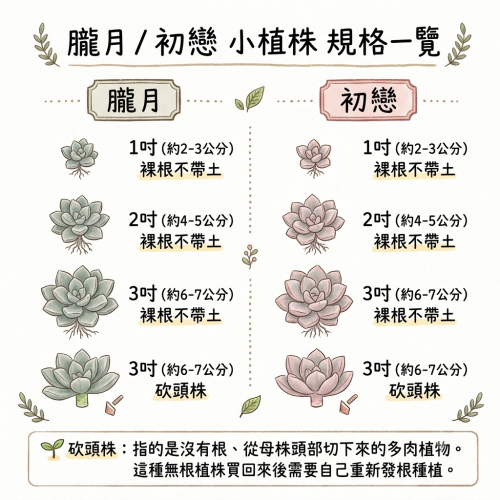 【小農鮮採】多肉植株 朧月 (可食用多肉)/初戀-細節圖2