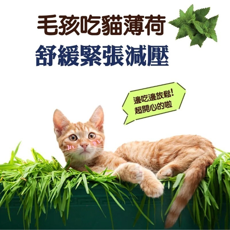 【海鮮配方 軟Q口感】🐶驕傲貓-貓薄荷潔牙軟錠🐱軟餅乾 貓草餅乾 營養餅乾 貓零食 貓咪點心 寵物潔牙 貓薄荷餅-細節圖6