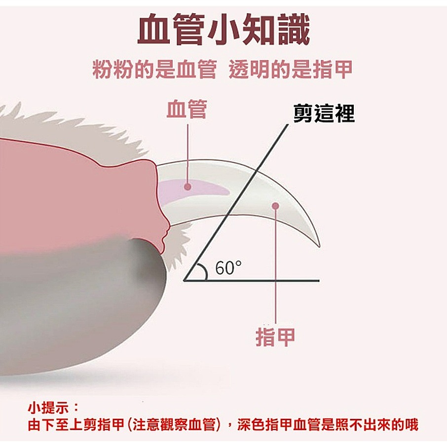 【輕鬆修甲/LED照明】🐈LED寵物指甲剪 貓咪指甲剪 貓指甲剪 LED指甲剪 狗狗指甲剪 狗剪指甲 貓剪指甲-細節圖8