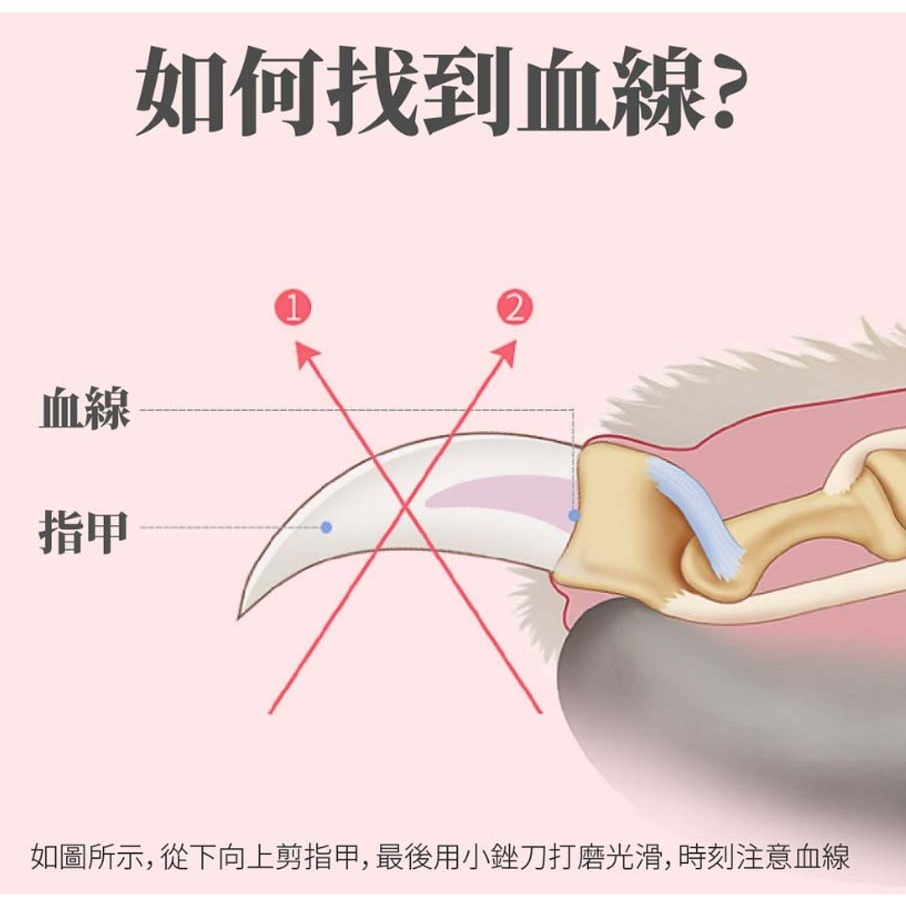 【耐用耐剪/不鏽鋼刀頭】🐈寵物指甲剪 貓狗指甲剪 狗剪刀 貓剪刀 寵物指甲剪刀 狗指甲剪 貓指甲剪 寵物美容-細節圖7
