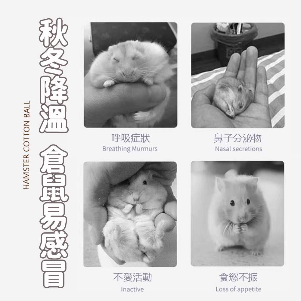 【柔軟蓬鬆/透氣保暖】🐹倉鼠彩色棉球 (約100粒) 彩虹棉球 棉球 脫脂棉球 倉鼠 鼠 小寵保暖墊 倉鼠窩墊-細節圖3