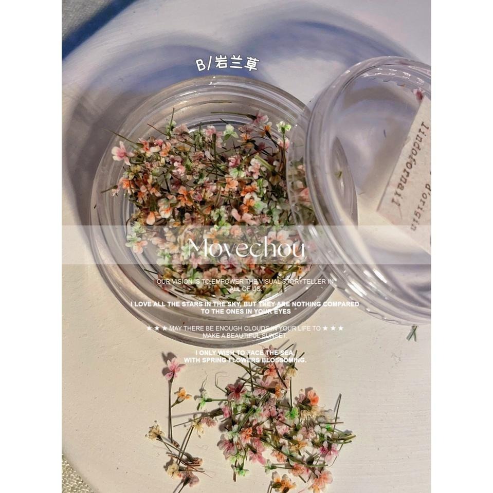 日韓ins風高冷配色美甲小碎花 蕾絲花 乾燥花【美甲素材 美甲工具 美甲 乾燥花 壓花】(乾燥花K)-細節圖3