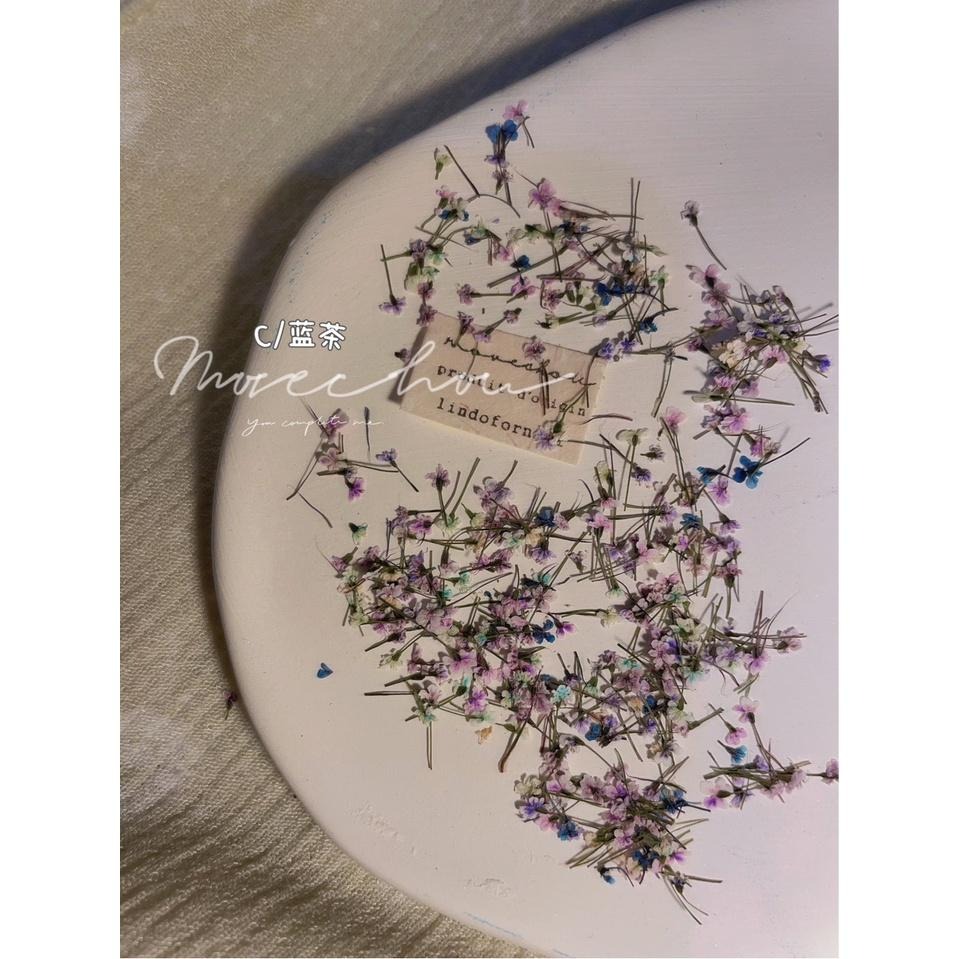 日韓ins風高冷配色美甲小碎花 蕾絲花 乾燥花【美甲素材 美甲工具 美甲 乾燥花 壓花】(乾燥花K)-細節圖5