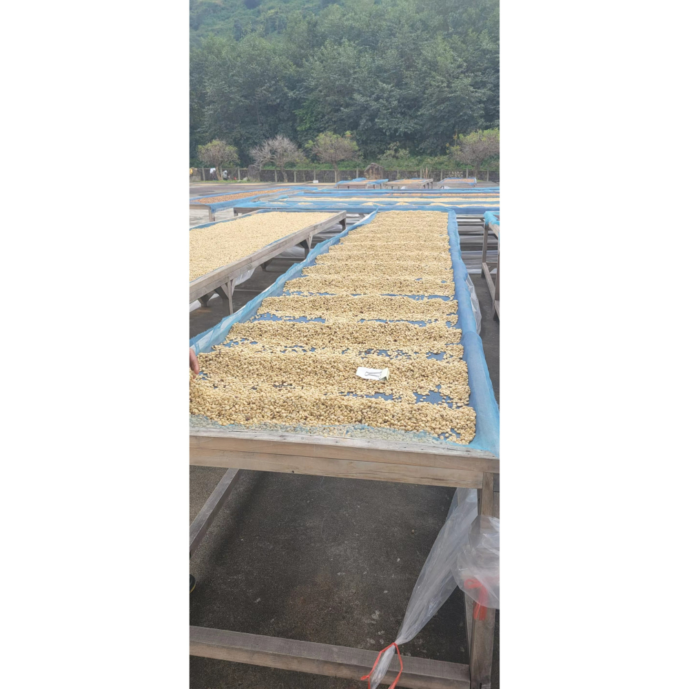 緬甸精品咖啡生豆 G1 高山日曬豆 AA 阿拉比卡  (卡蒂姆）-細節圖2