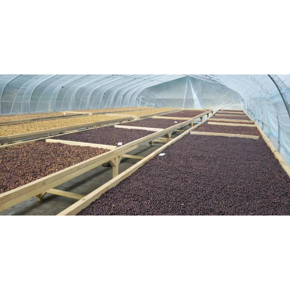 緬甸精品咖啡生豆 G1 高山日曬豆 AA 阿拉比卡  (卡蒂姆）-細節圖3