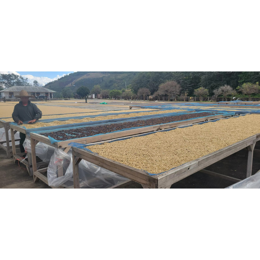緬甸精品咖啡生豆 G1 高山日曬豆 AA 阿拉比卡  (卡蒂姆）-細節圖5