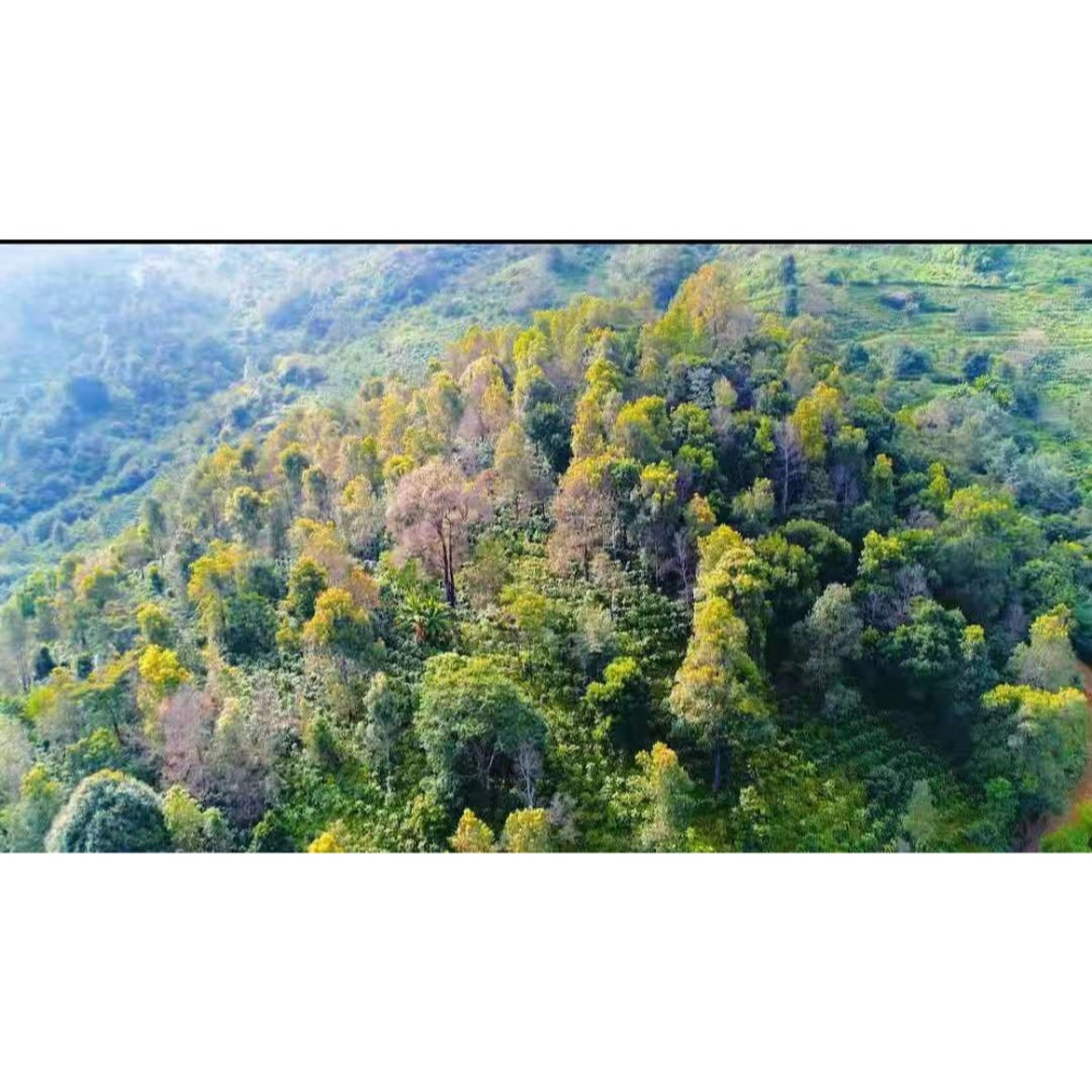 緬甸精品咖啡生豆 G1 高山日曬豆 AA 阿拉比卡  (卡蒂姆）-細節圖9