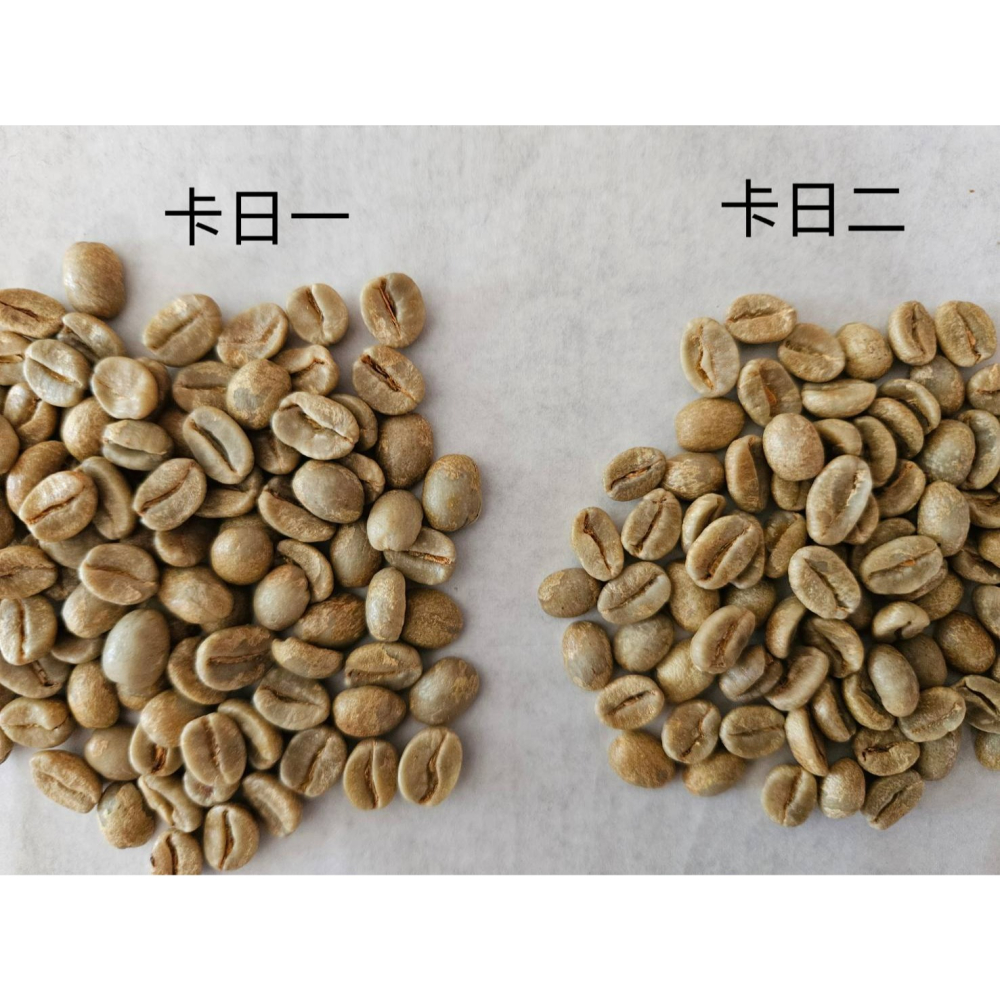 緬甸精品咖啡生豆 G1 高山日曬豆 AA 阿拉比卡  (卡蒂姆）-細節圖10