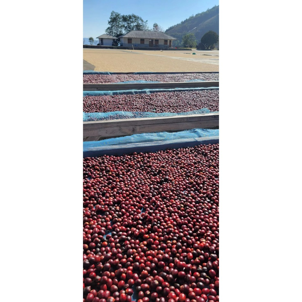 緬甸精品咖啡生豆 G1 高山日曬豆 －－－  AA 阿拉比卡 (黃波旁）-細節圖5
