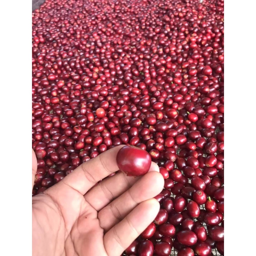 緬甸莊園精品水洗豆 G1 高山咖啡豆 AA 阿拉比卡 (卡蒂姆）-細節圖2