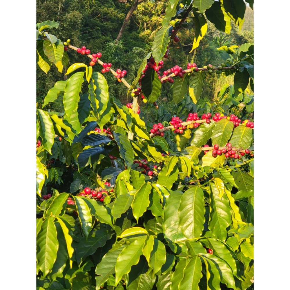 緬甸莊園精品水洗豆 G1 高山咖啡豆 AA 阿拉比卡 (卡蒂姆）-細節圖3