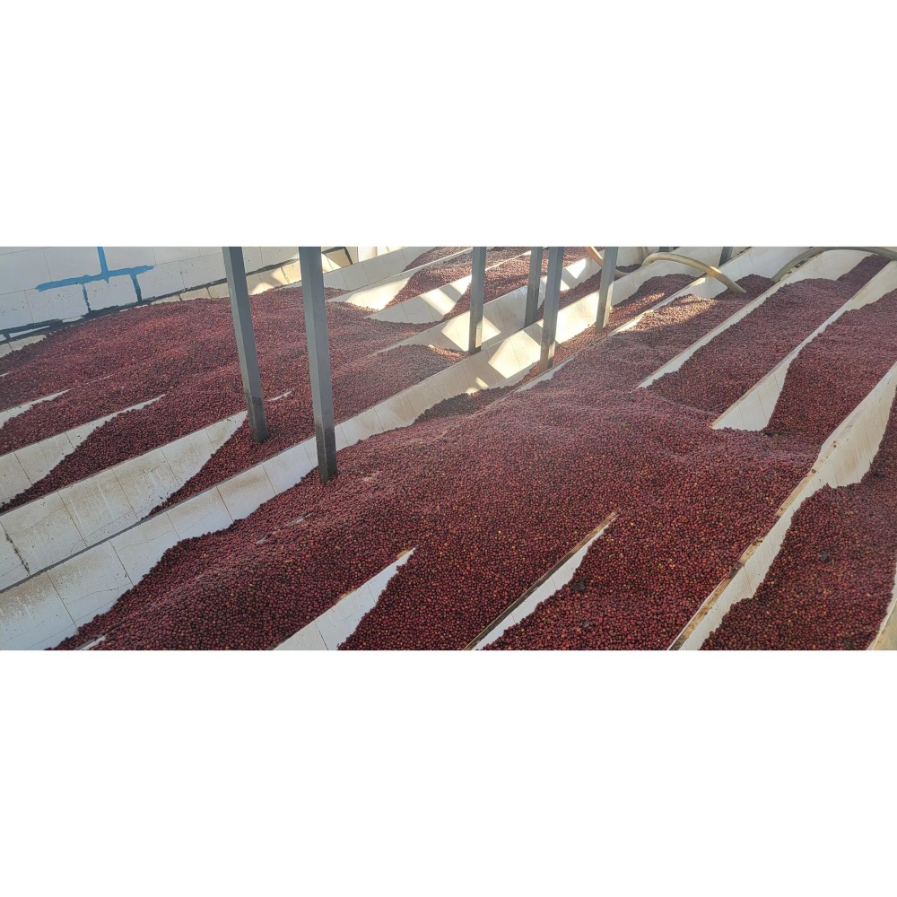 緬甸莊園精品水洗豆 G1 高山咖啡豆 AA 阿拉比卡 (卡蒂姆）-細節圖5