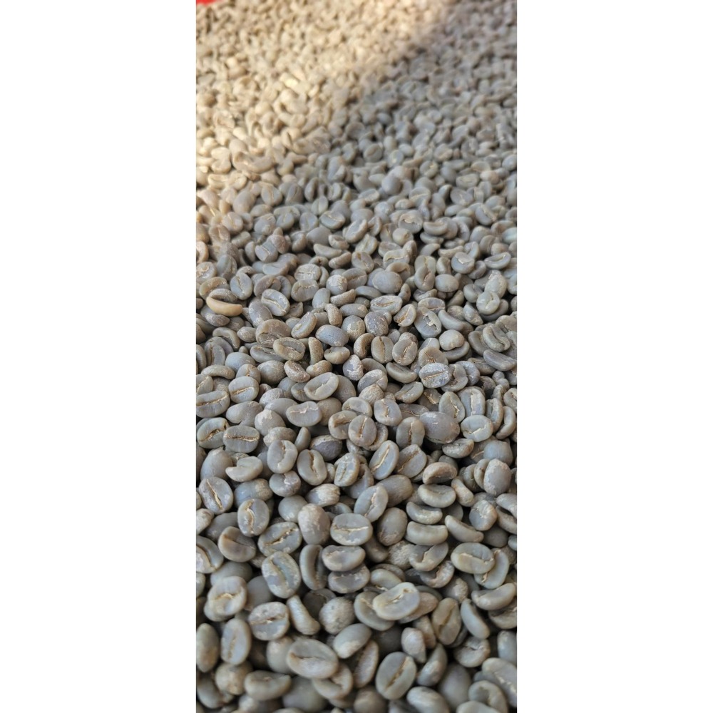 緬甸莊園精品水洗豆 G1 高山咖啡豆 AA 阿拉比卡 (卡蒂姆）-細節圖7