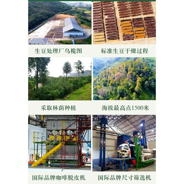 緬甸莊園精品水洗豆 G1 高山咖啡豆 AA 阿拉比卡 (卡蒂姆）-細節圖8