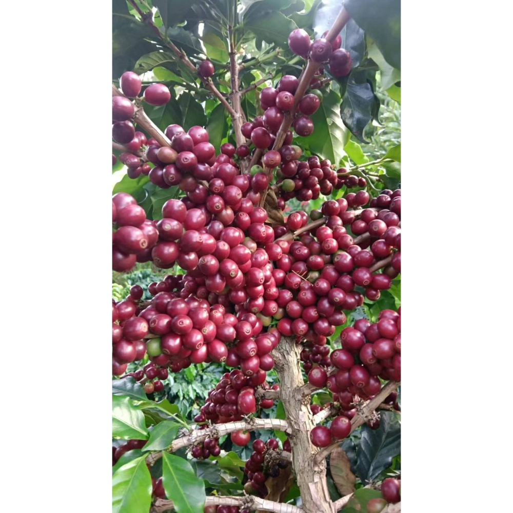 緬甸莊園精品水洗豆 G1 高山咖啡豆 AA 阿拉比卡 (卡蒂姆）-細節圖9
