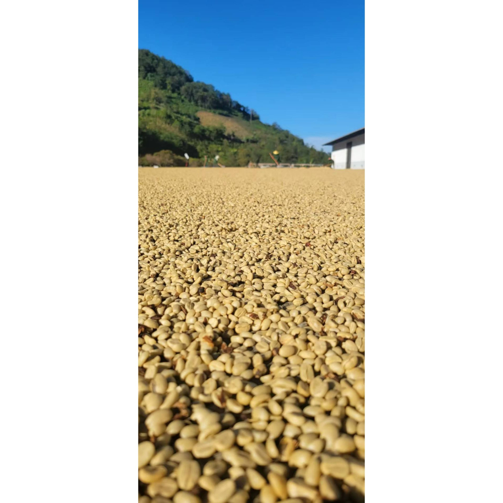 緬甸莊園精品水洗豆 G1 高山咖啡豆 AA 阿拉比卡 (黃波旁)-細節圖2