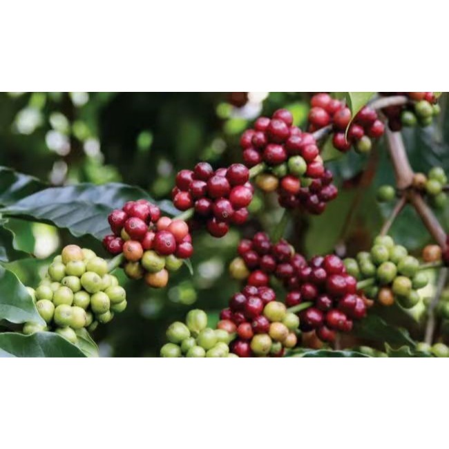 緬甸精品水洗豆 G1 高山咖啡豆 單豆(圓豆)多 小果粒-細節圖4