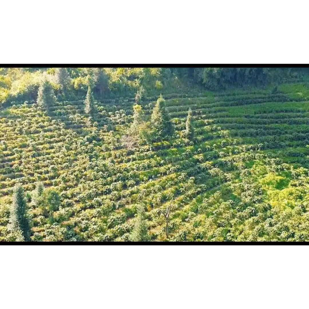緬甸精品水洗豆 G1 高山咖啡豆 單豆(圓豆)多 小果粒-細節圖6