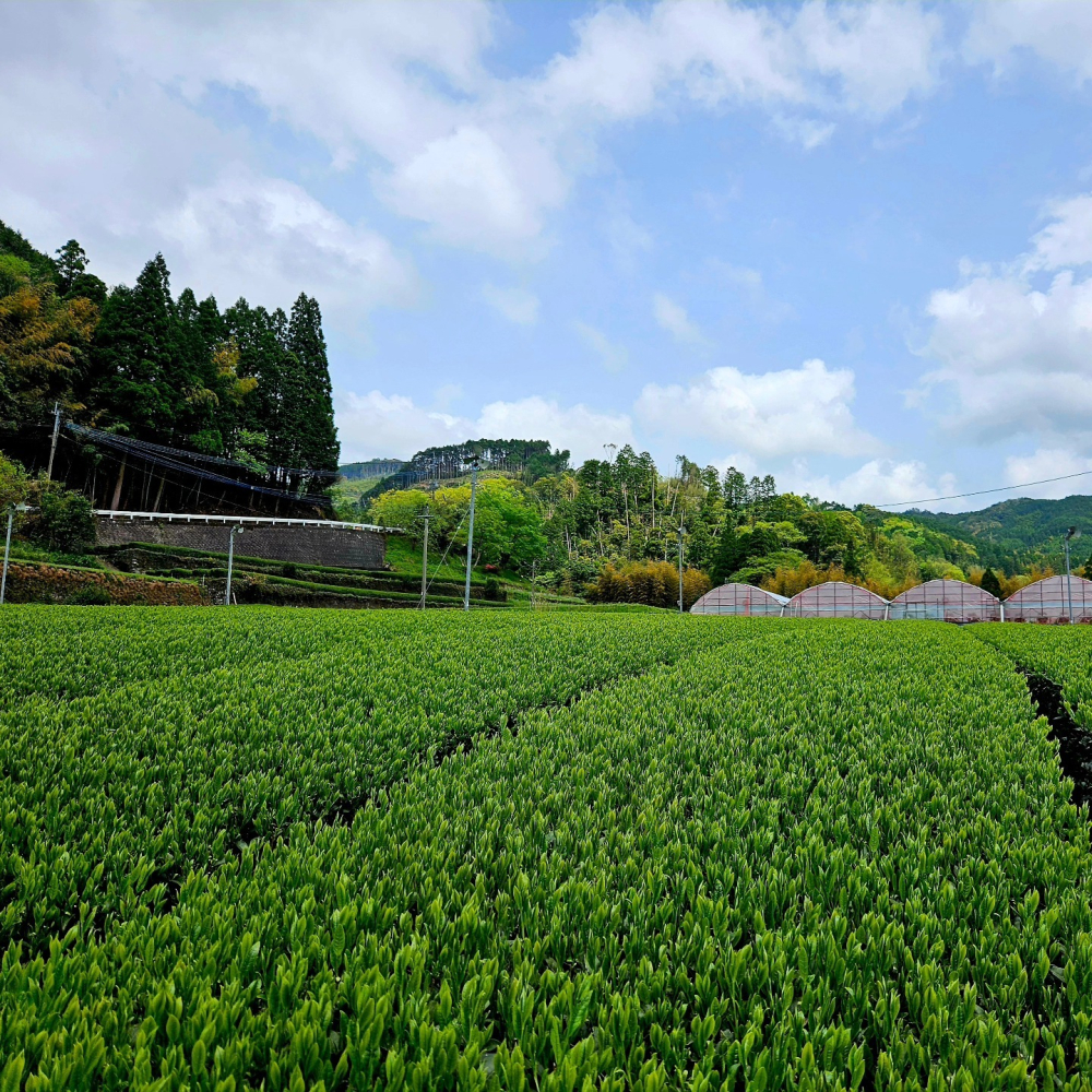 星野製茶園🌟八女煎茶｜煎茶特撰、特煎Ｓ印、白葉茶「白姫」、有機栽培煎茶、藤綠、出品煎茶-細節圖4