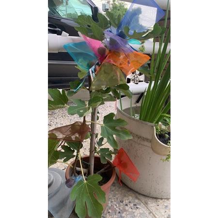 無花果 套袋 紗袋 束口袋 水果套袋 保護袋 禮糖袋 飾品袋 禮品袋 包裝袋 網袋 防鳥 網袋 網套-細節圖3