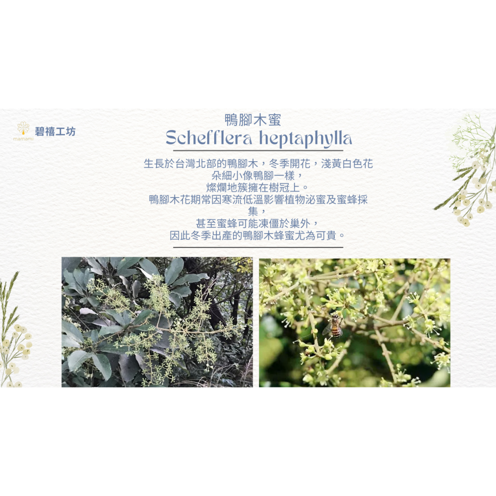 mamami🍯野蜂鴨腳木蜜 （冬蜜） 700g-細節圖2