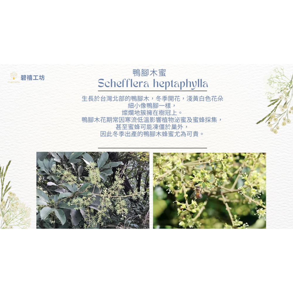 mamami🍯野蜂鴨腳木蜂蜜 250g-細節圖2