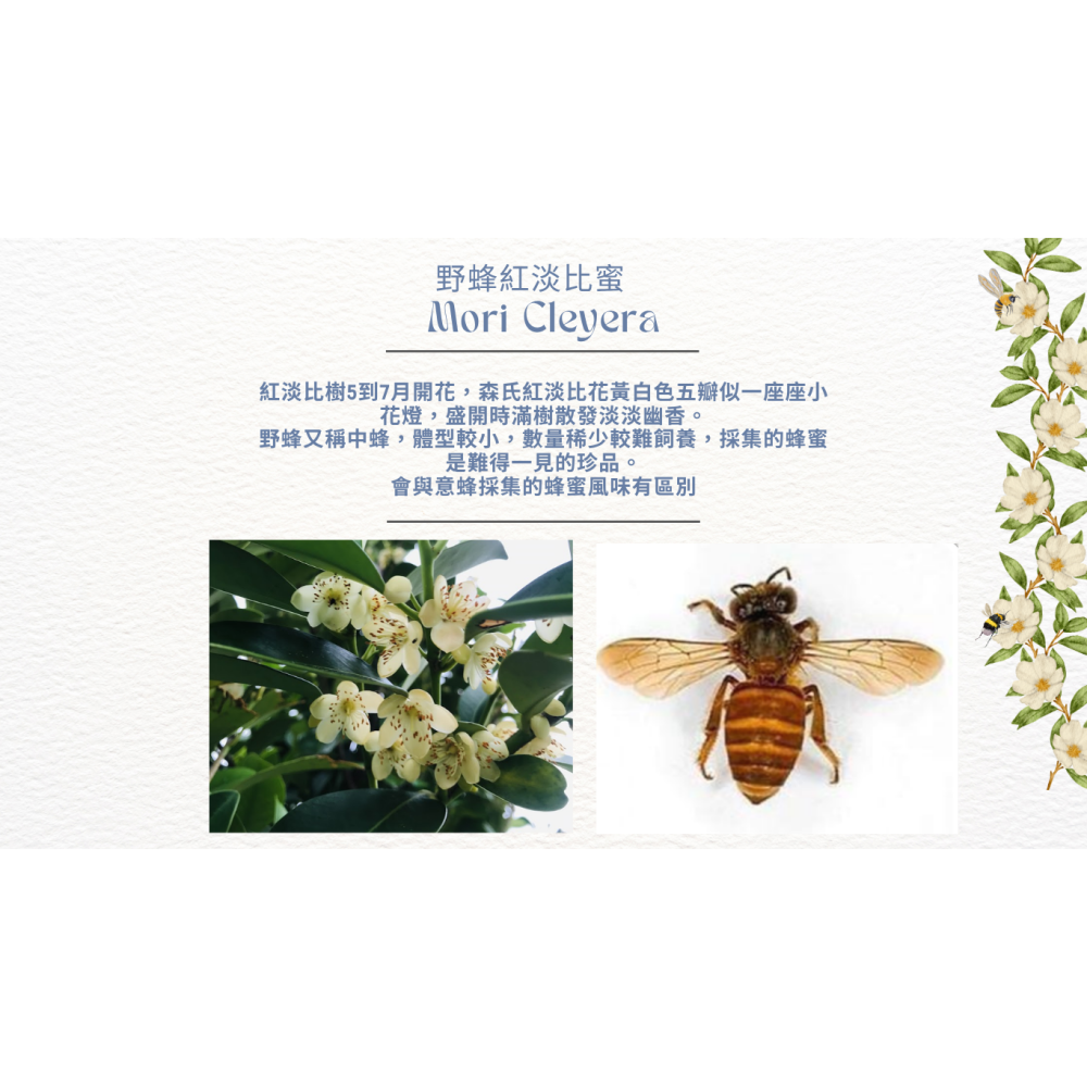mamami🍯野蜂紅淡比蜜 250g-細節圖2