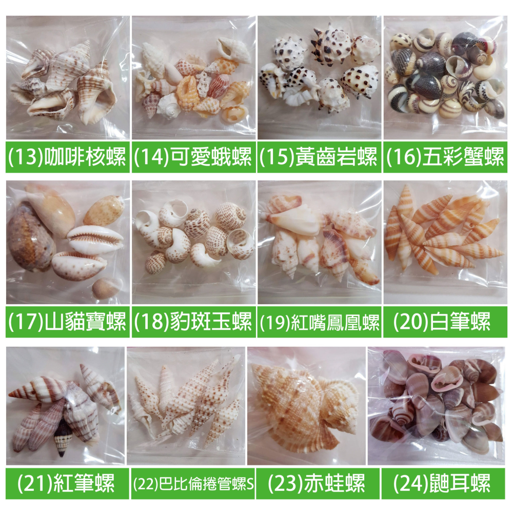 西西手工藝材料 25506 貝殼(約14~16g) 天然貝殼 原色貝殼 小海螺 貝殼 海洋風 小貝殼 滴膠裝飾 滿額免運-細節圖2