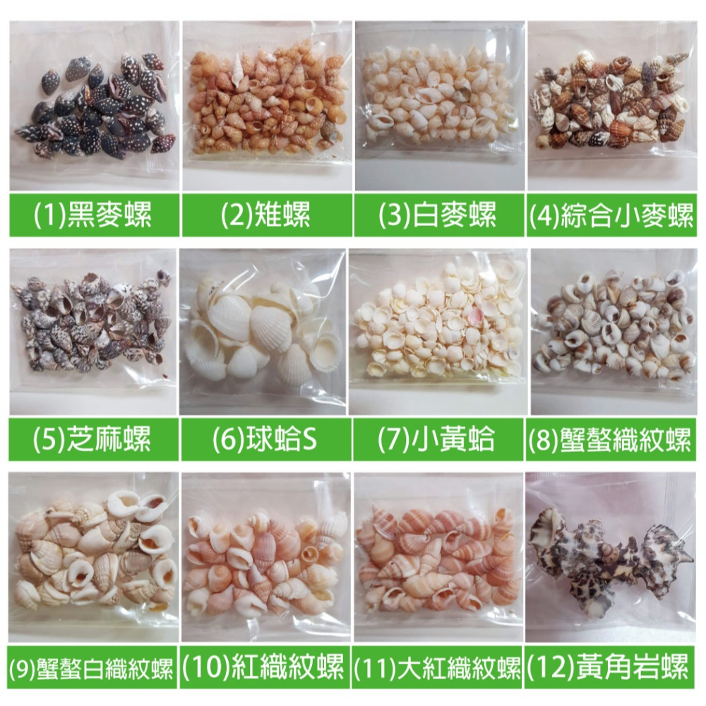 西西手工藝材料 25506 貝殼(約14~16g) 天然貝殼 原色貝殼 小海螺 貝殼 海洋風 小貝殼 滴膠裝飾 滿額免運-細節圖3
