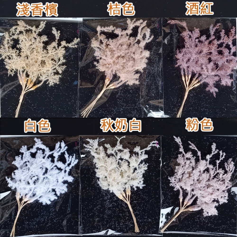 西西手工藝材料 26634 珊瑚草(1入)長約20cm 布置新娘捧花設計婚禮佈置 胸花小花束母親節送禮情人節 滿額免運-細節圖2
