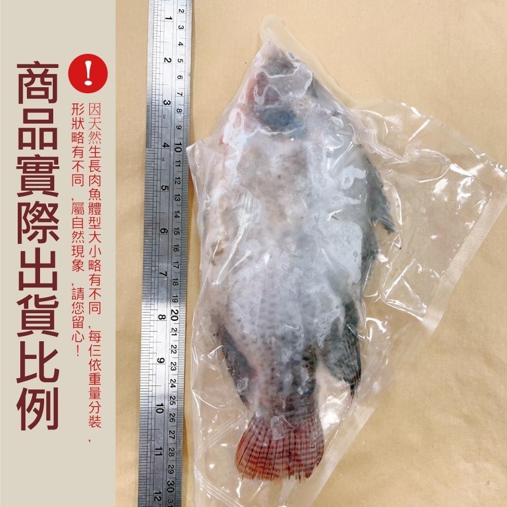 （加購）半海水養殖 去鱗去肚吳郭魚 250g~300g/尾『赤豪家庭私廚』冷凍生鮮食材批發-細節圖5