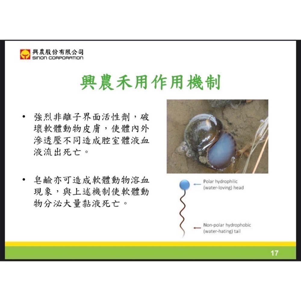 [意足] <地上部、地下部共同防治> 興農 禾用 1L  + 菲利瑪 700g 磷酸鐵 無毒 除蝸牛 蛞蝓 非洲大蝸牛-細節圖4