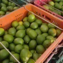 德贊商行  黃檸檬汁  四季檸檬汁  無籽檸檬汁 奶茶店原汁 泰式檸檬 甘蔗檸檬 冬瓜檸檬-規格圖1