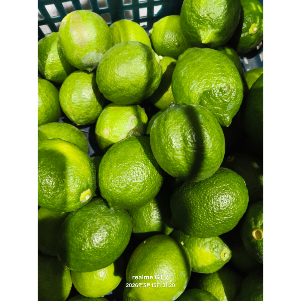 德贊農產、A級、B級、四季檸檬，九如檸檬 、四季檸檬、有籽檸檬、綠檸檬、奶茶店用檸檬、契作檸檬、尤利卡檸檬，萊姆，-規格圖2