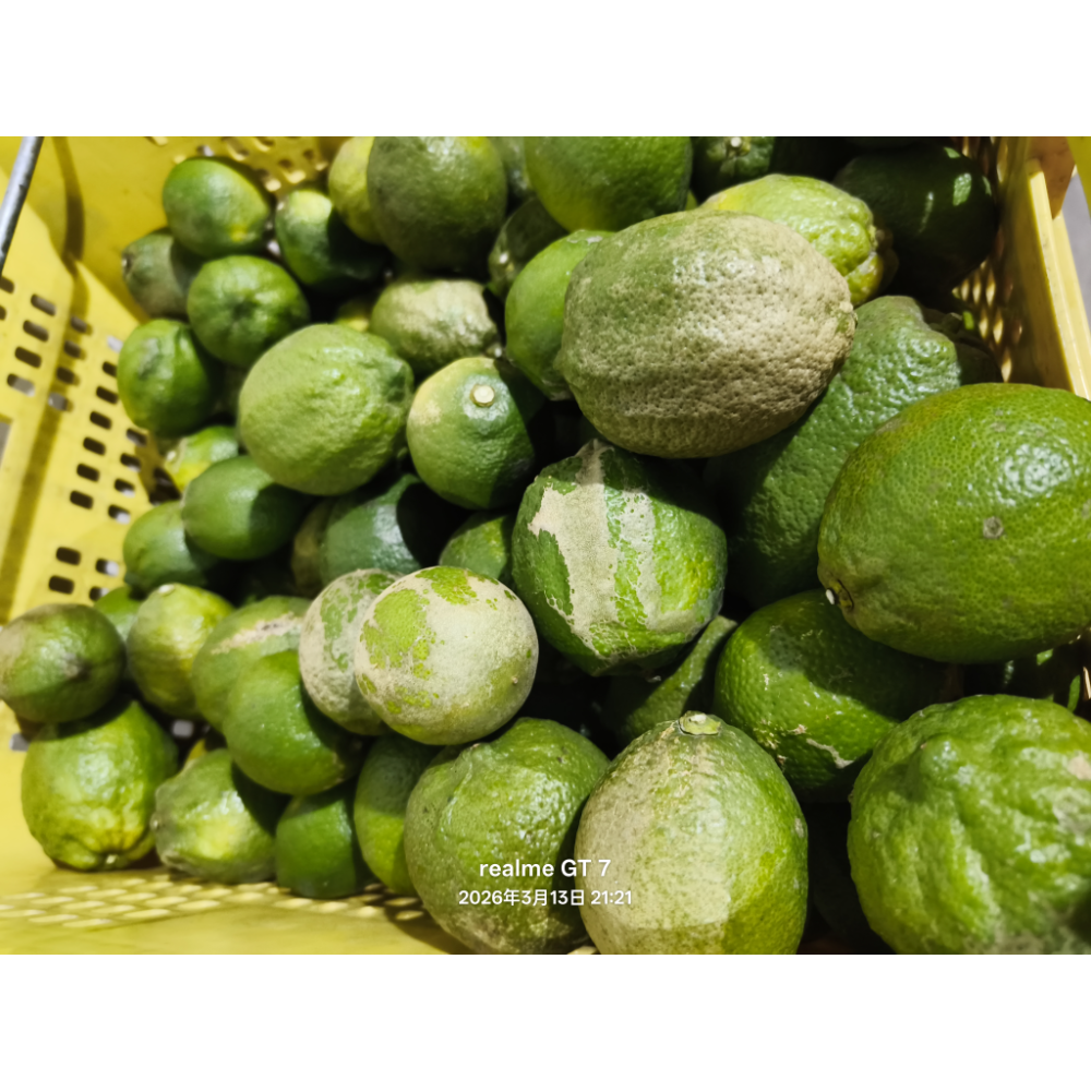 B級果一台斤 600g