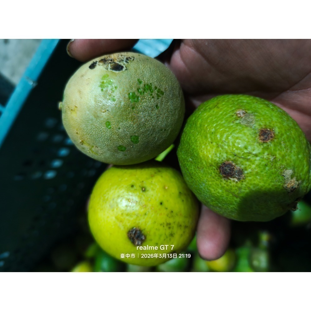 德贊農產、A級、B級、四季檸檬，九如檸檬 、四季檸檬、有籽檸檬、綠檸檬、奶茶店用檸檬、契作檸檬、尤利卡檸檬，萊姆，-規格圖2