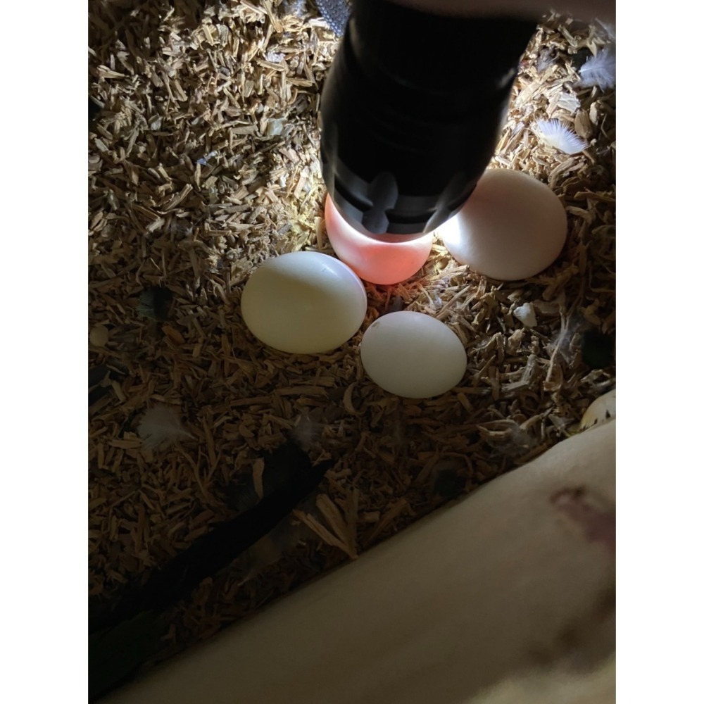 鸚鵡 巢箱專用 檜木屑 檜木削 檜木塊 爬蟲 巢箱墊料 墊料 飼養箱 鳥 蛇 龜 守宮 鼠 蜥蜴 鸚鵡巢箱 底料 陸龜-細節圖2