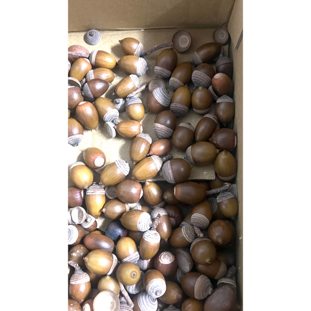 青剛櫟手作材料已乾燥不可種植-細節圖2