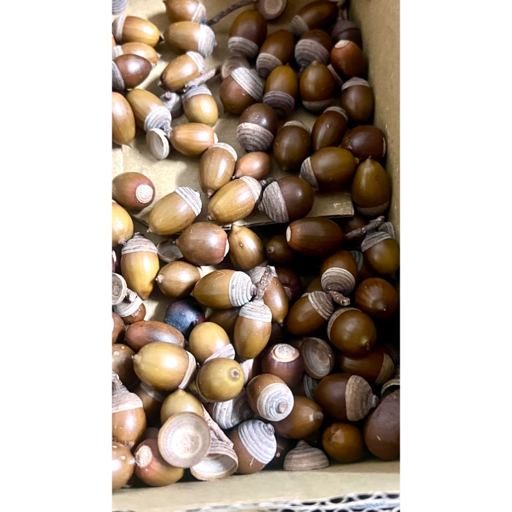 青剛櫟手作材料已乾燥不可種植-細節圖3