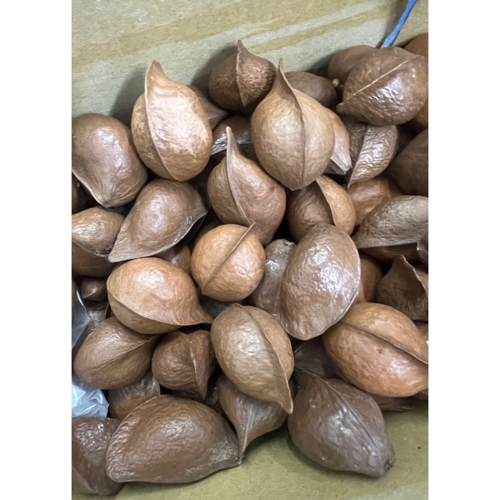 銀葉板根手作材料已乾燥大小混出-細節圖2