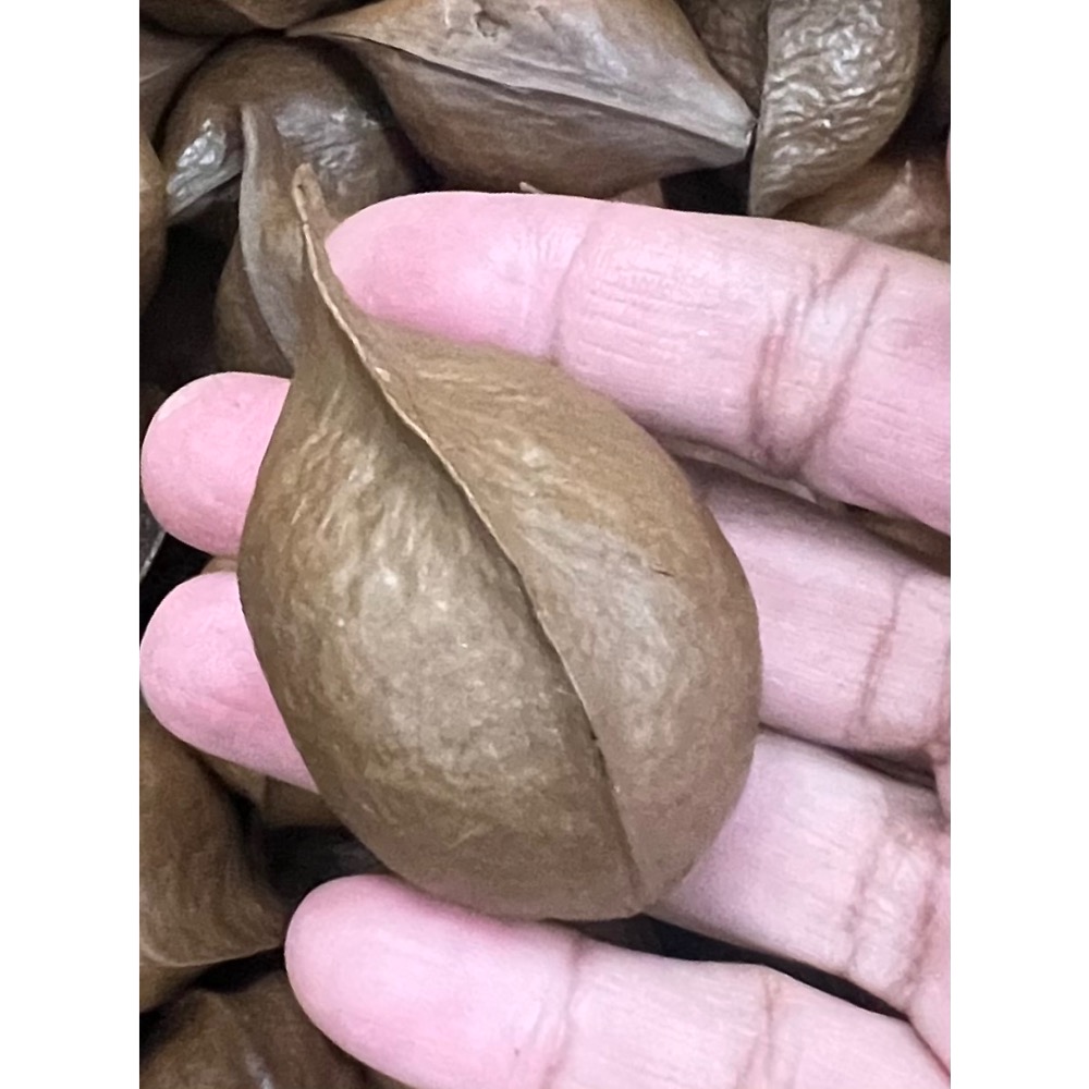 銀葉板根手作材料已乾燥大小混出-規格圖2