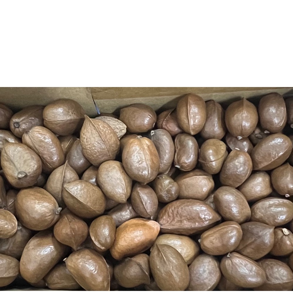 迷你銀葉板根大小約一元銅板大小混出-細節圖2