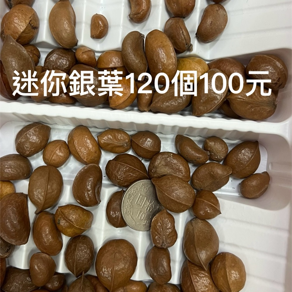迷你銀葉板根120個100元-細節圖3