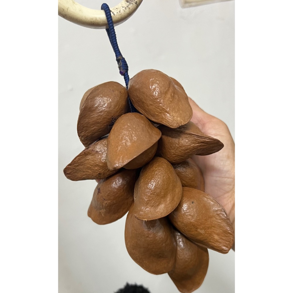 銀葉板根綁串種子綁串-細節圖2