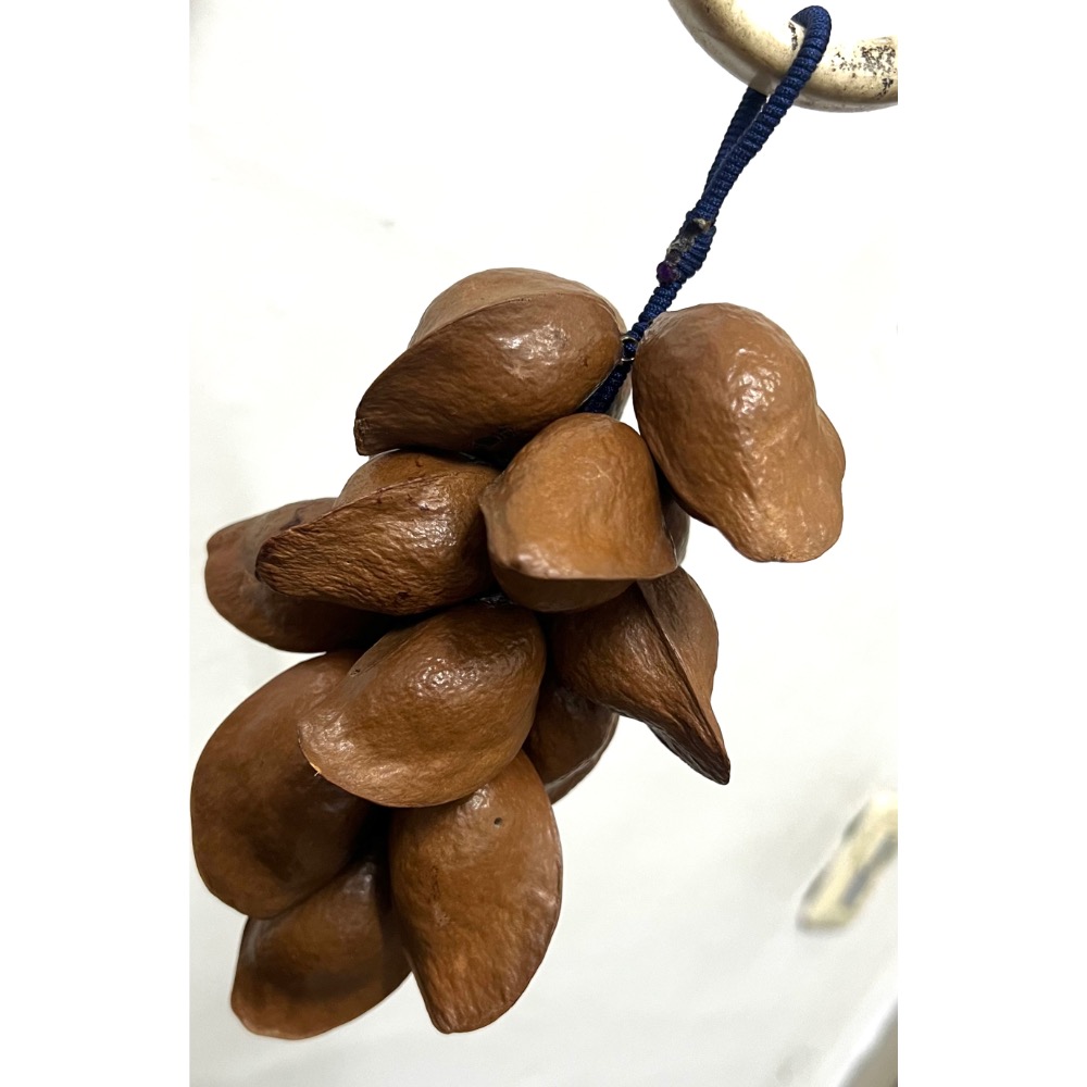 銀葉板根綁串種子綁串-規格圖2